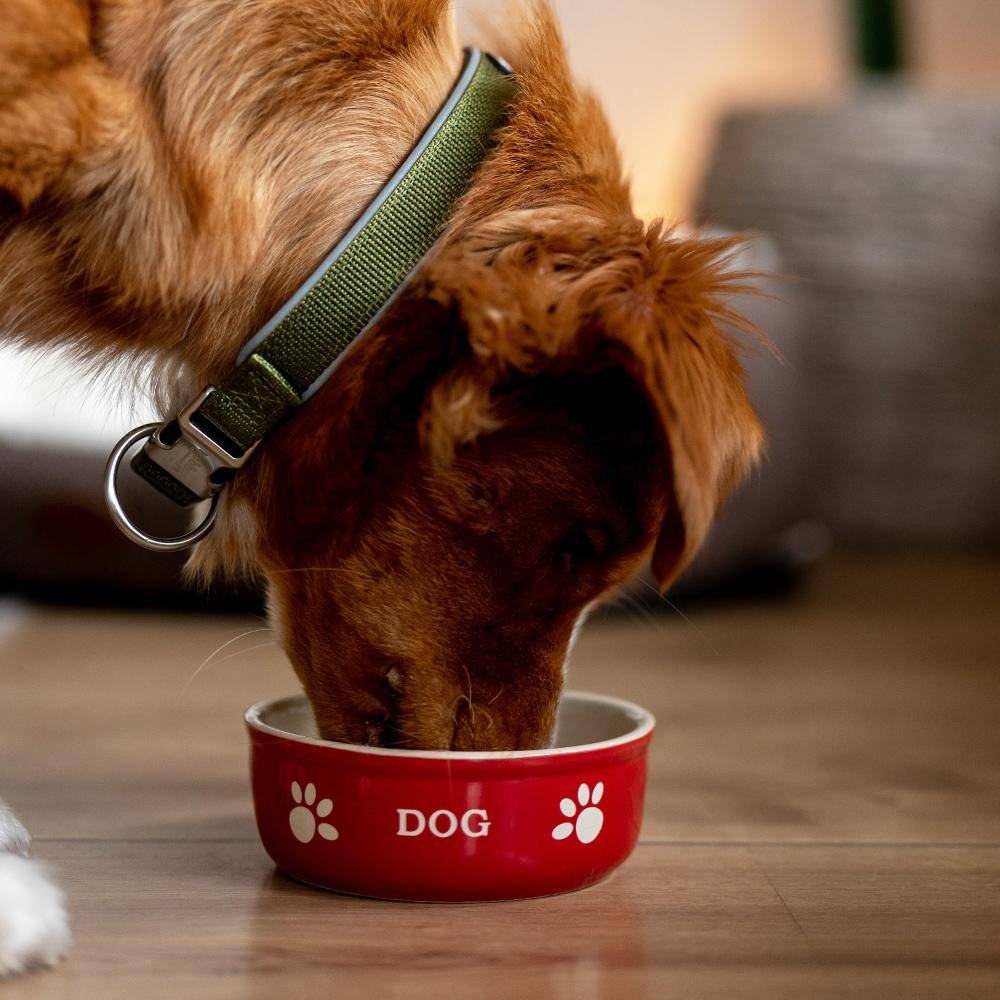 Dog ceramic bowl "DOG" red / beige 13.5 x 13.5 x 5 cm | Nobby