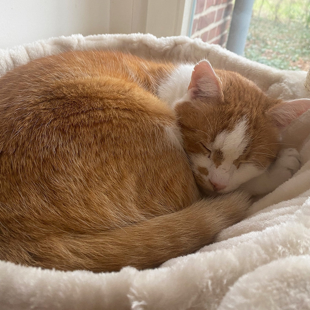 Nobby Kratzbaum Classic Zada Cream – Produktansicht 3